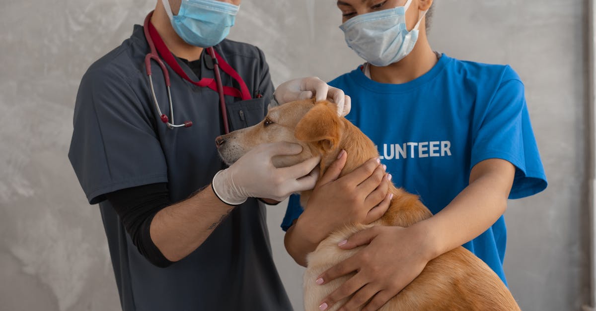 Invoice Template for Free Invoice Template for Veterinarians